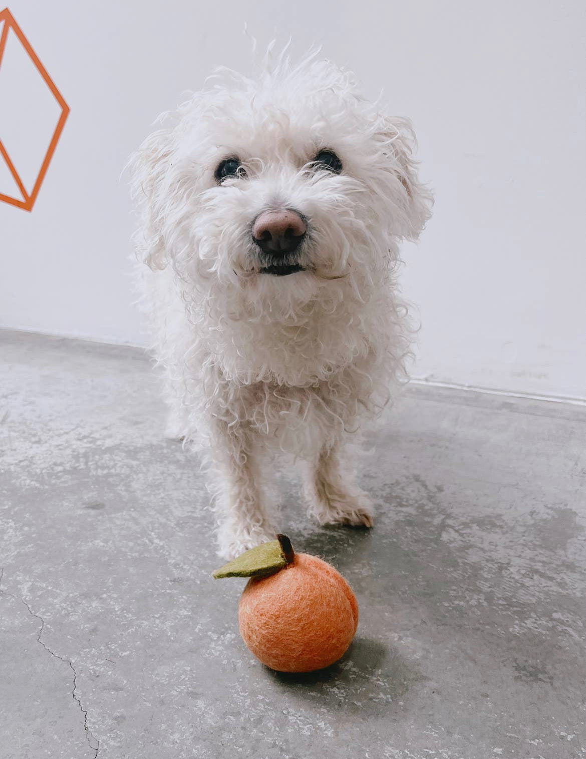 Doggy Peach Toy